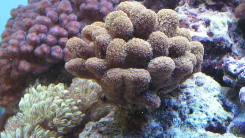 Dekoration im Aquarium Becken 7113 von Daniel Schmidt (10)