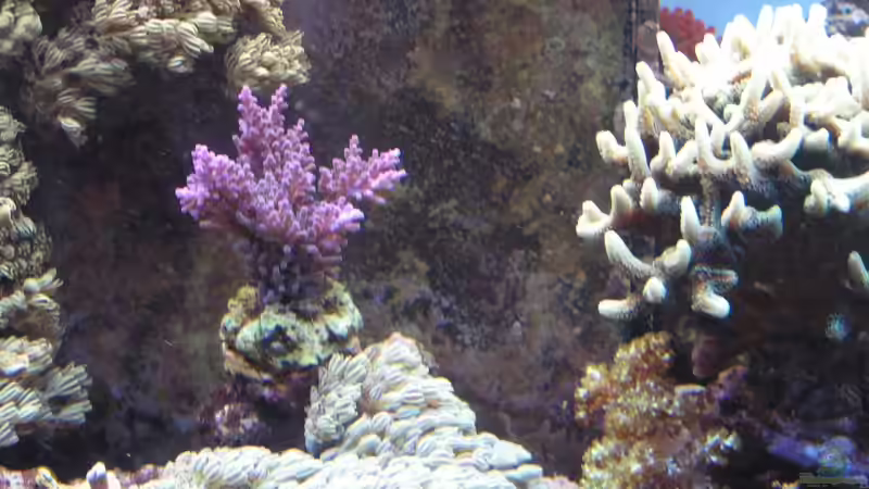 Dekoration im Aquarium Becken 7113 von Daniel Schmidt (11)