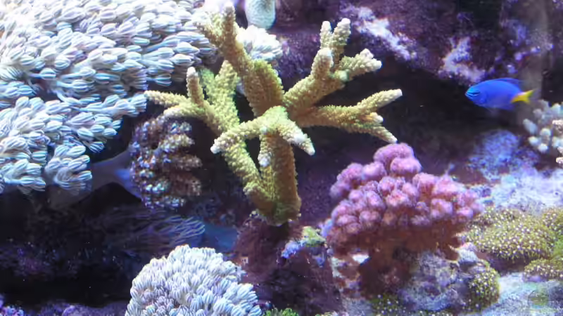 Dekoration im Aquarium Becken 7113 von Daniel Schmidt (12)