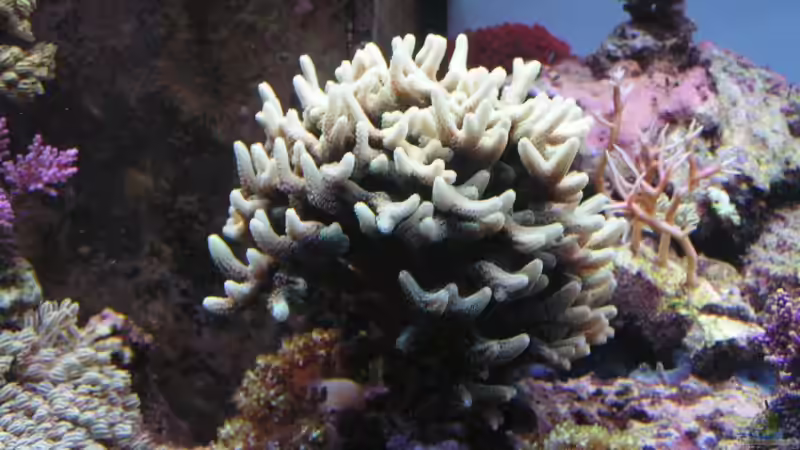 Dekoration im Aquarium Becken 7113 von Daniel Schmidt (13)