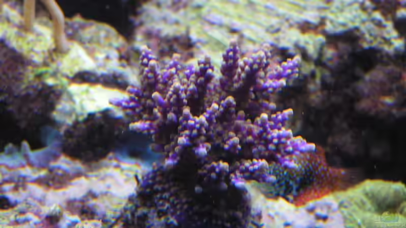 Dekoration im Aquarium Becken 7113 von Daniel Schmidt (14)