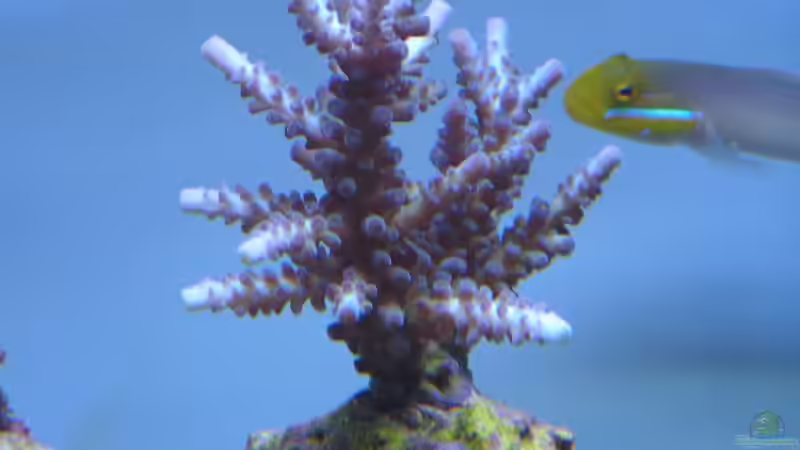 Dekoration im Aquarium Becken 7113 von Daniel Schmidt (15)