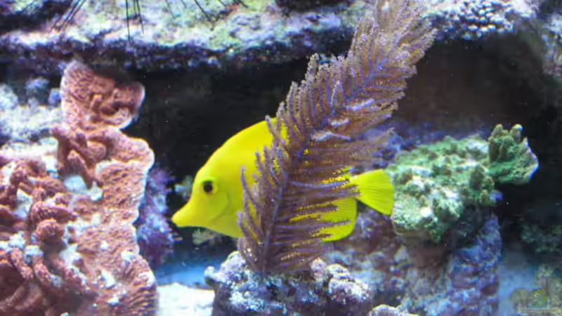 Dekoration im Aquarium Becken 7113 von Daniel Schmidt (16)