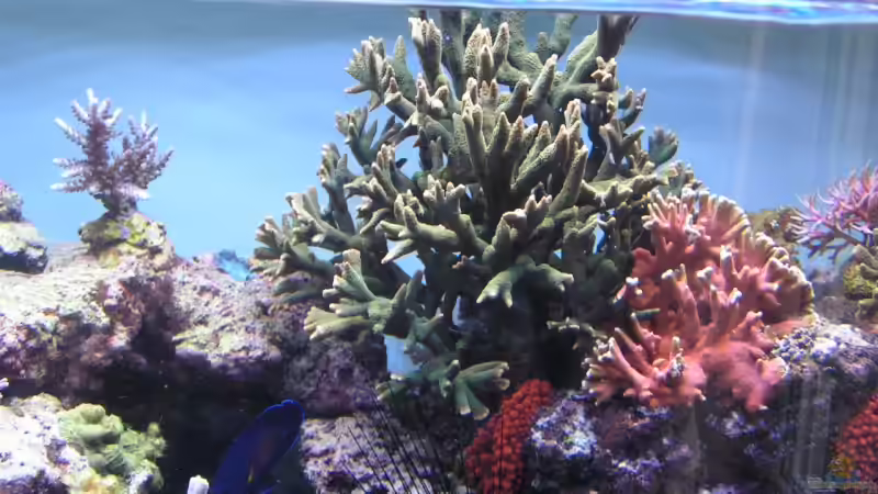 Dekoration im Aquarium Becken 7113 von Daniel Schmidt (17)