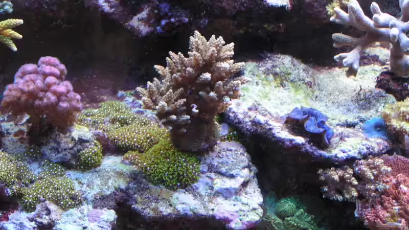 Dekoration im Aquarium Becken 7113 von Daniel Schmidt (18)