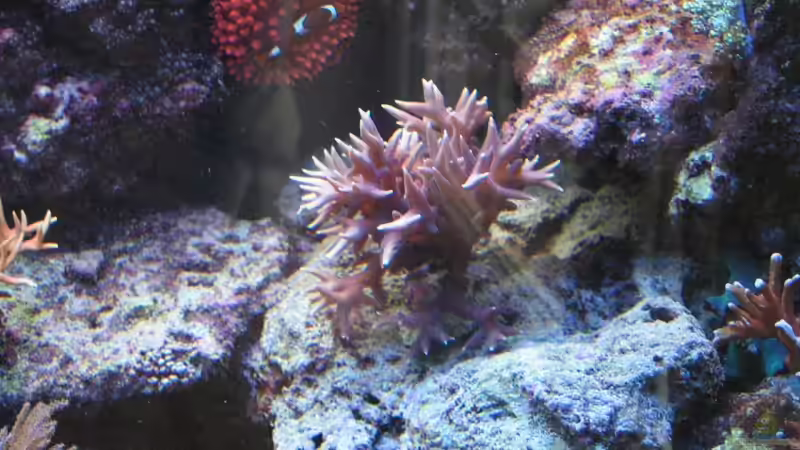 Dekoration im Aquarium Becken 7113 von Daniel Schmidt (19)