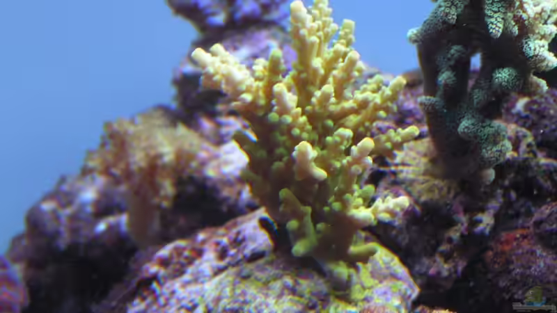 Dekoration im Aquarium Becken 7113 von Daniel Schmidt (20)