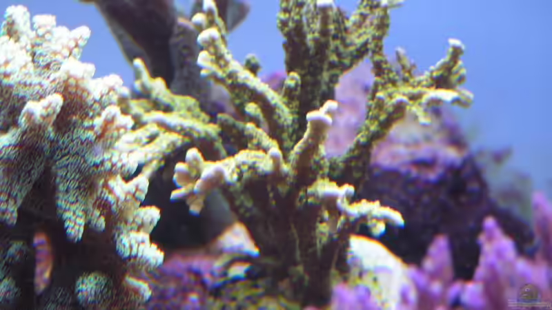 Dekoration im Aquarium Becken 7113 von Daniel Schmidt (21)