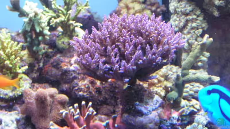 Dekoration im Aquarium Becken 7113 von Daniel Schmidt (7)