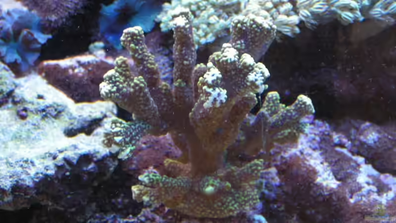 Dekoration im Aquarium Becken 7113 von Daniel Schmidt (9)