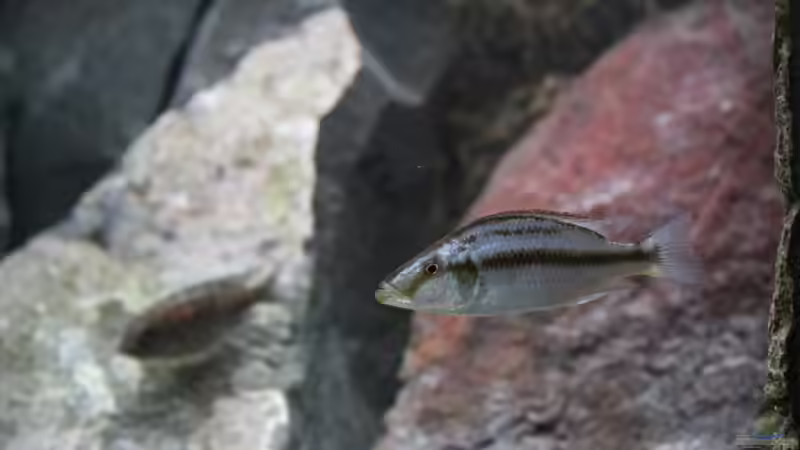 Dekoration im Aquarium Becken 7121 von Applehorsti (17)