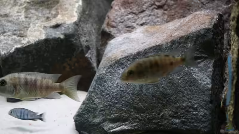 Dekoration im Aquarium Becken 7121 von Applehorsti (18)