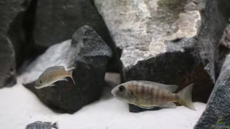 Dekoration im Aquarium Becken 7121 von Applehorsti (19)