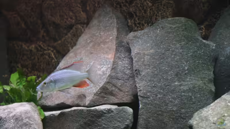 Dekoration im Aquarium Becken 7121 von Applehorsti (20)