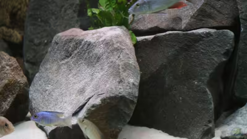 Dekoration im Aquarium Becken 7121 von Applehorsti (21)