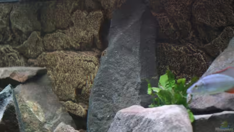 Dekoration im Aquarium Becken 7121 von Applehorsti (23)