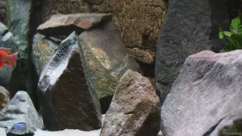 Dekoration im Aquarium Becken 7121 von Applehorsti (24)