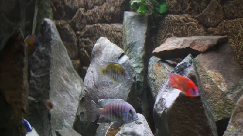 Dekoration im Aquarium Becken 7121 von Applehorsti (25)