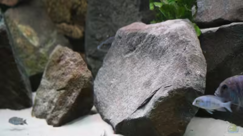 Dekoration im Aquarium Becken 7121 von Applehorsti (28)