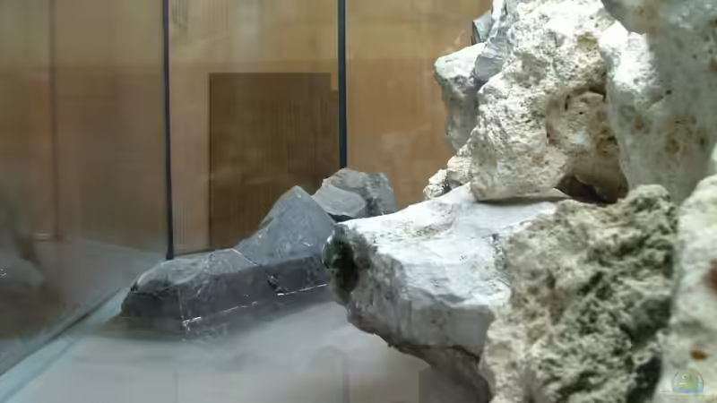 Dekoration im Aquarium Becken 7135 von lucky-luke.ch (15)