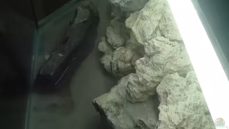 Dekoration im Aquarium Becken 7135 von lucky-luke.ch (16)