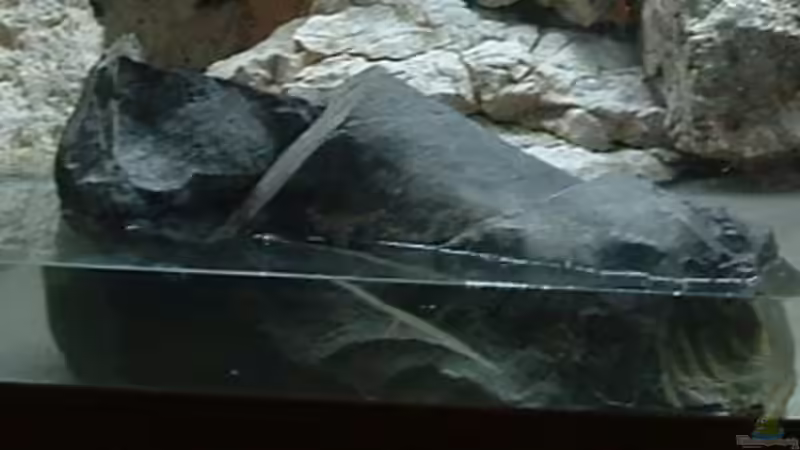 Dekoration im Aquarium Becken 7135 von lucky-luke.ch (18)