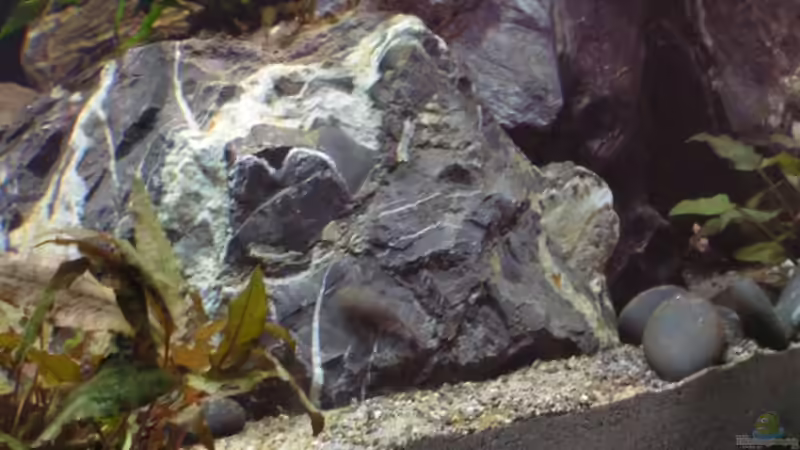 Dekoration im Aquarium Becken 7165 von Werner Wittwer (10)