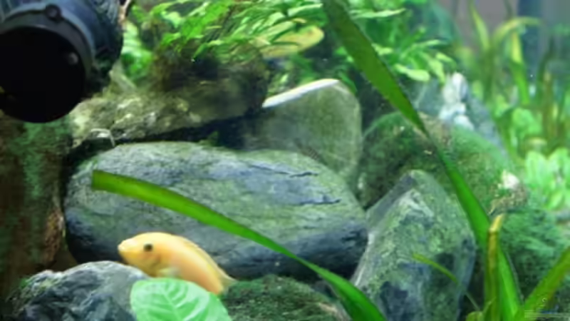 Dekoration im Aquarium Becken 7165 von Werner Wittwer (12)