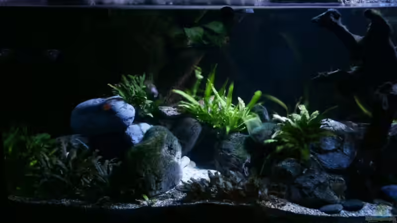 Dekoration im Aquarium Becken 7165 von Werner Wittwer (14)