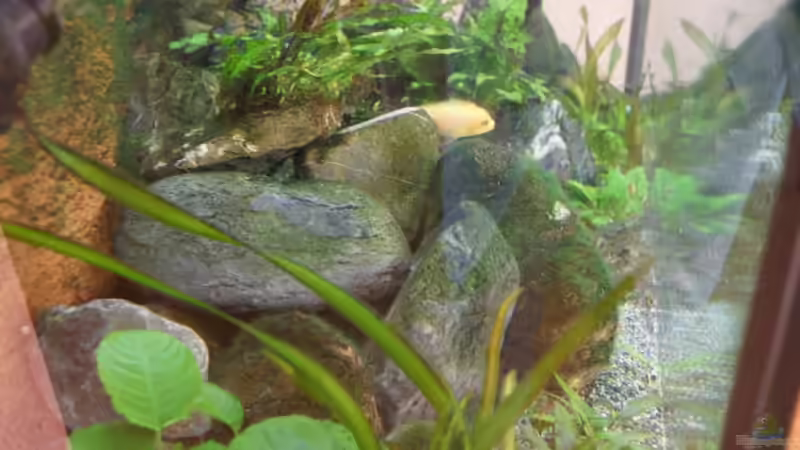 Dekoration im Aquarium Becken 7165 von Werner Wittwer (15)