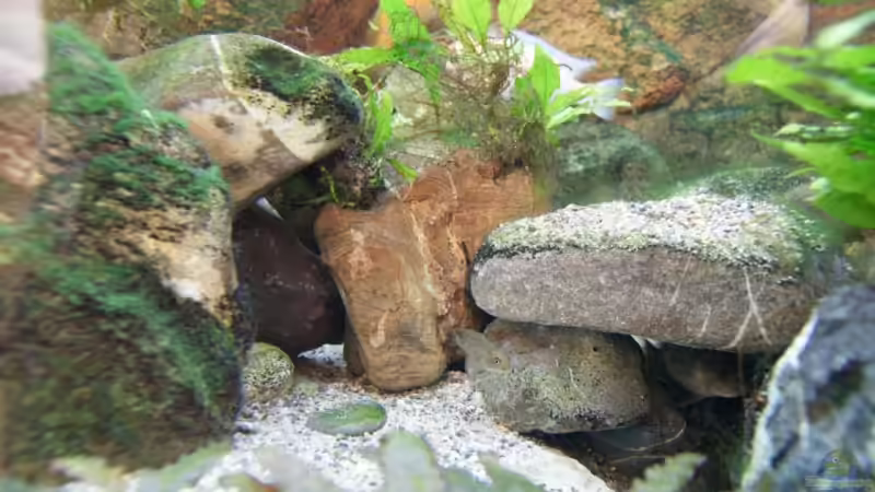 Dekoration im Aquarium Becken 7165 von Werner Wittwer (16)