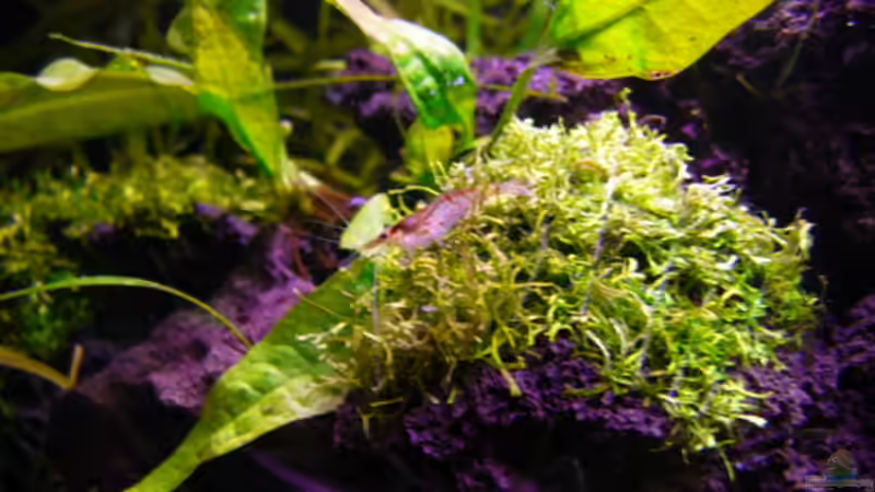 Dekoration im Aquarium Becken 7171 von s-chiller- (4)