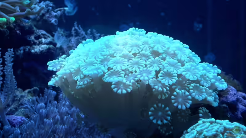 Dekoration im Aquarium Becken 7190 von Sebastian Zunhammer (2)