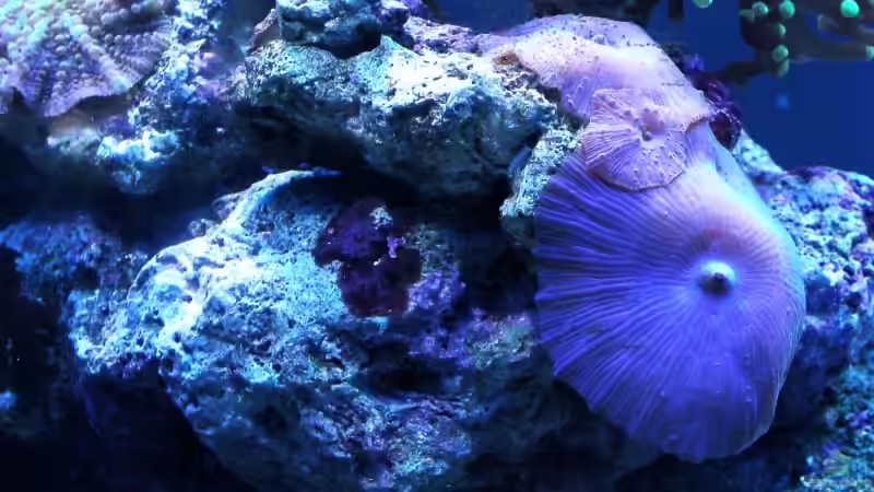 Dekoration im Aquarium Becken 7190 von Sebastian Zunhammer (3)