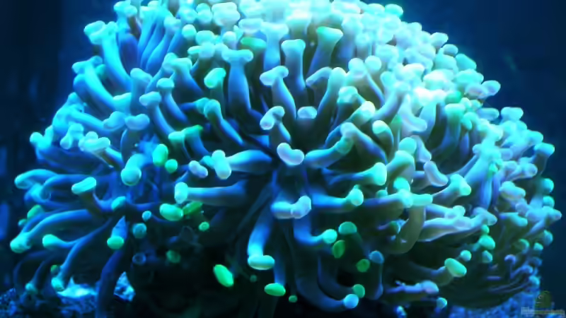 Dekoration im Aquarium Becken 7190 von Sebastian Zunhammer (4)