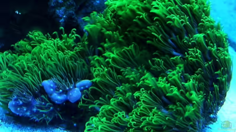 Dekoration im Aquarium Becken 7190 von Sebastian Zunhammer (5)