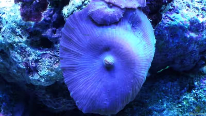 Dekoration im Aquarium Becken 7190 von Sebastian Zunhammer (6)