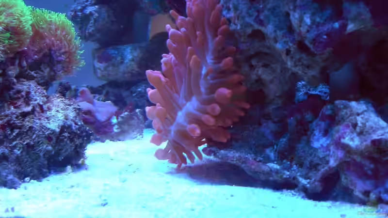 Dekoration im Aquarium Becken 7190 von Sebastian Zunhammer (7)