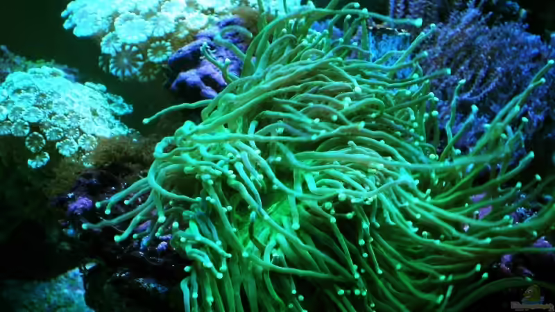 Dekoration im Aquarium Becken 7190 von Sebastian Zunhammer (8)