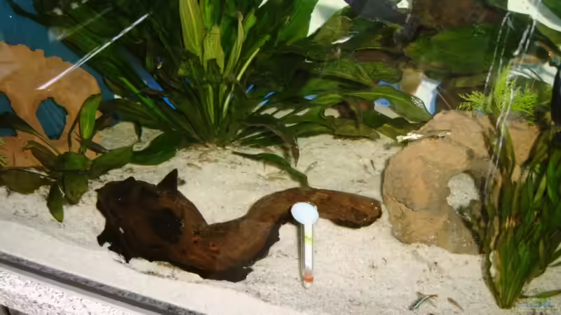 Dekoration im Aquarium Becken 7278 von hundsling (5)