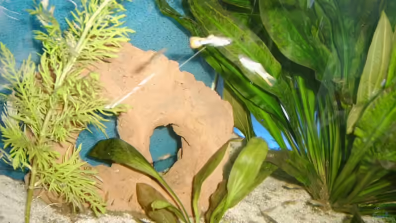 Dekoration im Aquarium Becken 7278 von hundsling (6)