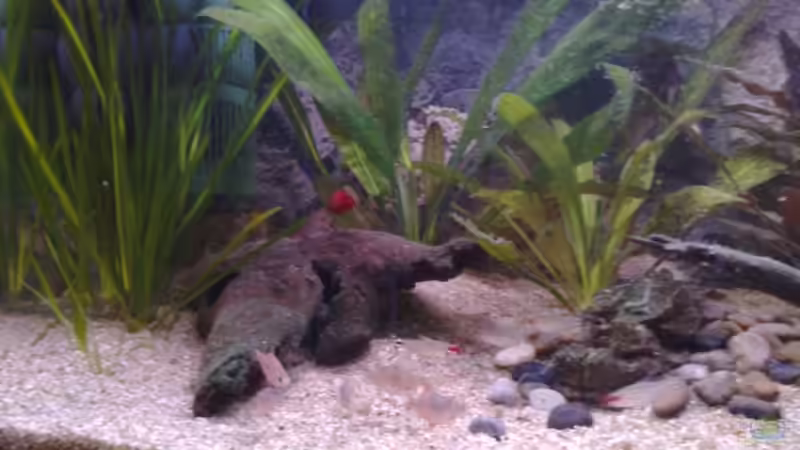 Dekoration im Aquarium Becken 7281 von Chris (6)