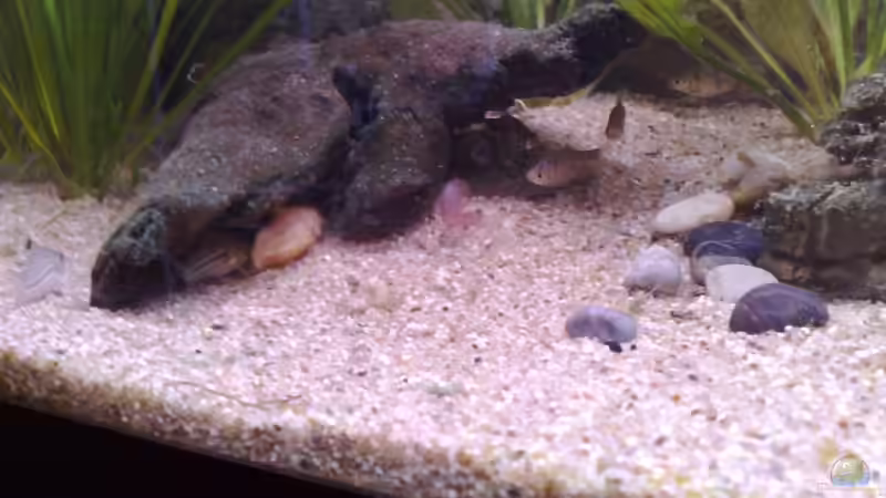 Dekoration im Aquarium Becken 7281 von Chris (7)