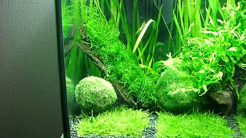 Dekoration im Aquarium Becken 7307 von Christian Dornieden (8)