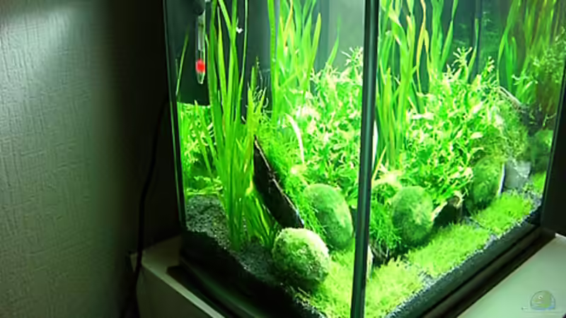 Dekoration im Aquarium Becken 7307 von Christian Dornieden (9)