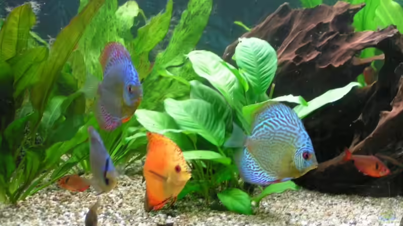 Dekoration im Aquarium Becken 7323 von Kunibert Schäfer (6)