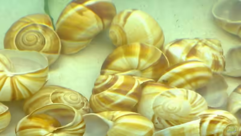 Dekoration im Aquarium Becken 7327 von Christopher Hofmann (7)