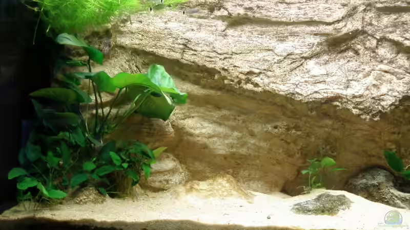 Dekoration im Aquarium Becken 7333 von Thomas Bichler (4)