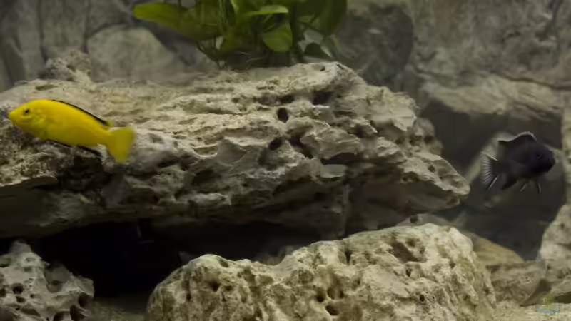 Dekoration im Aquarium Becken 7349 von Willem Prins (10)