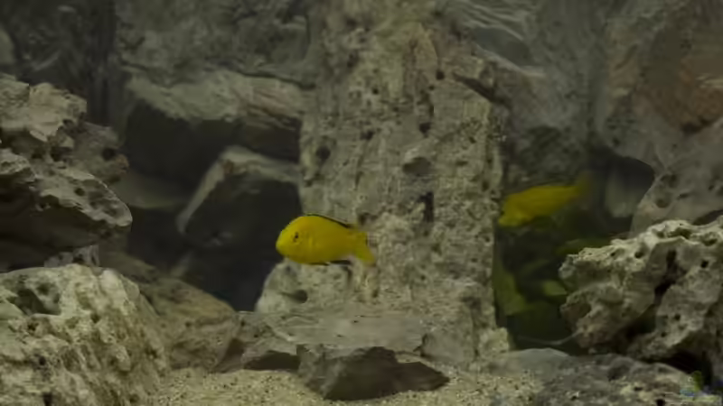 Dekoration im Aquarium Becken 7349 von Willem Prins (8)